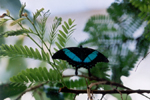 Butterfly Show