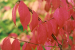Fall
